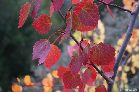 Aspen autumn leaves